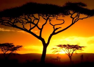 african Savannah