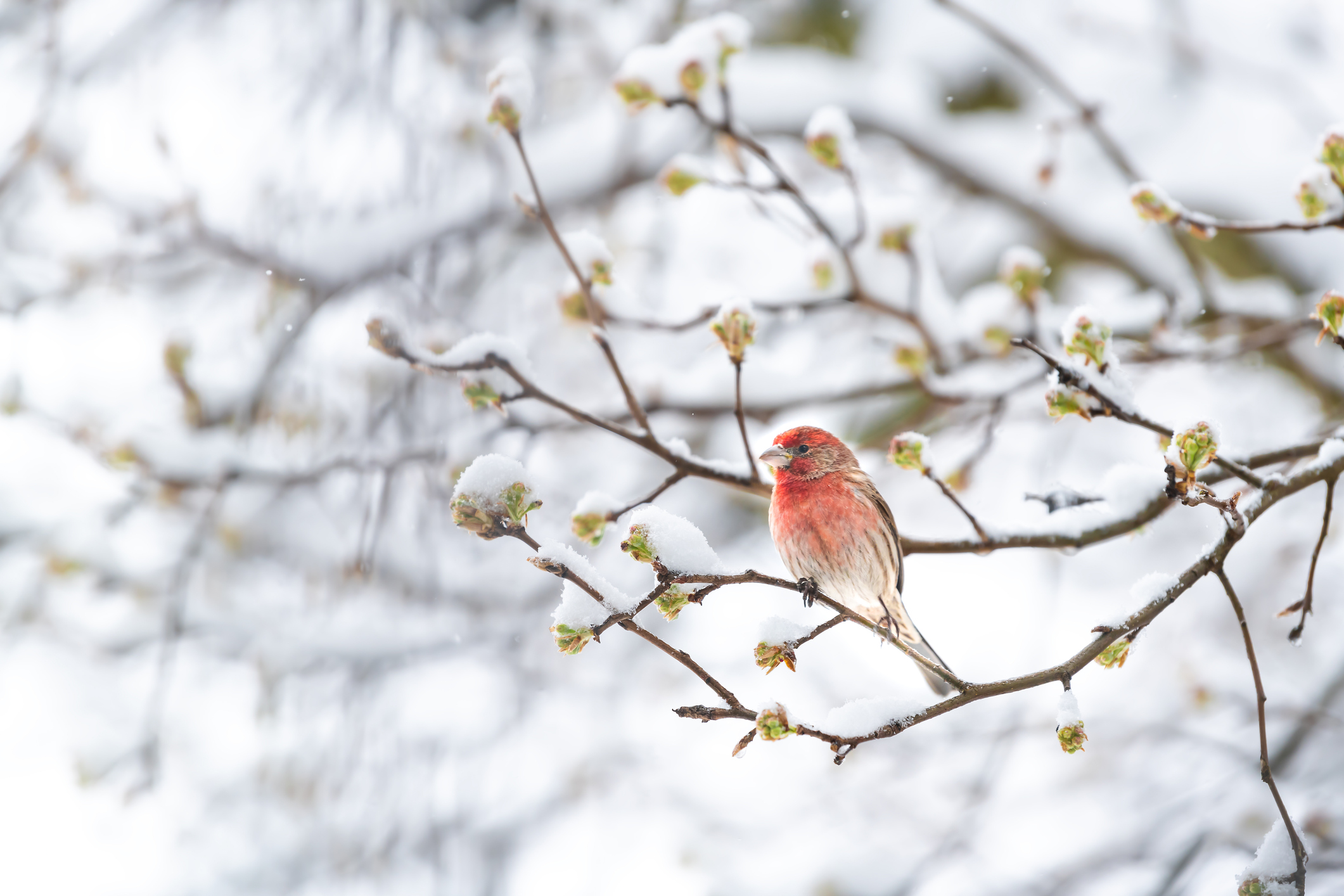 house finch spring buds snow